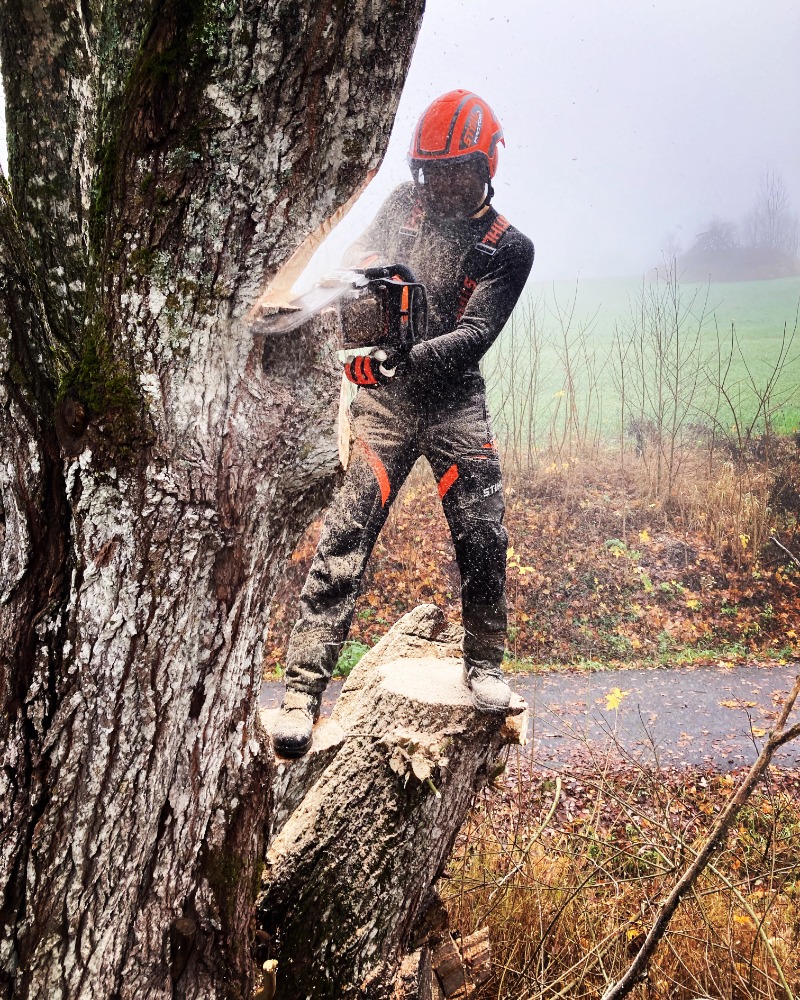 Felling av stor gran