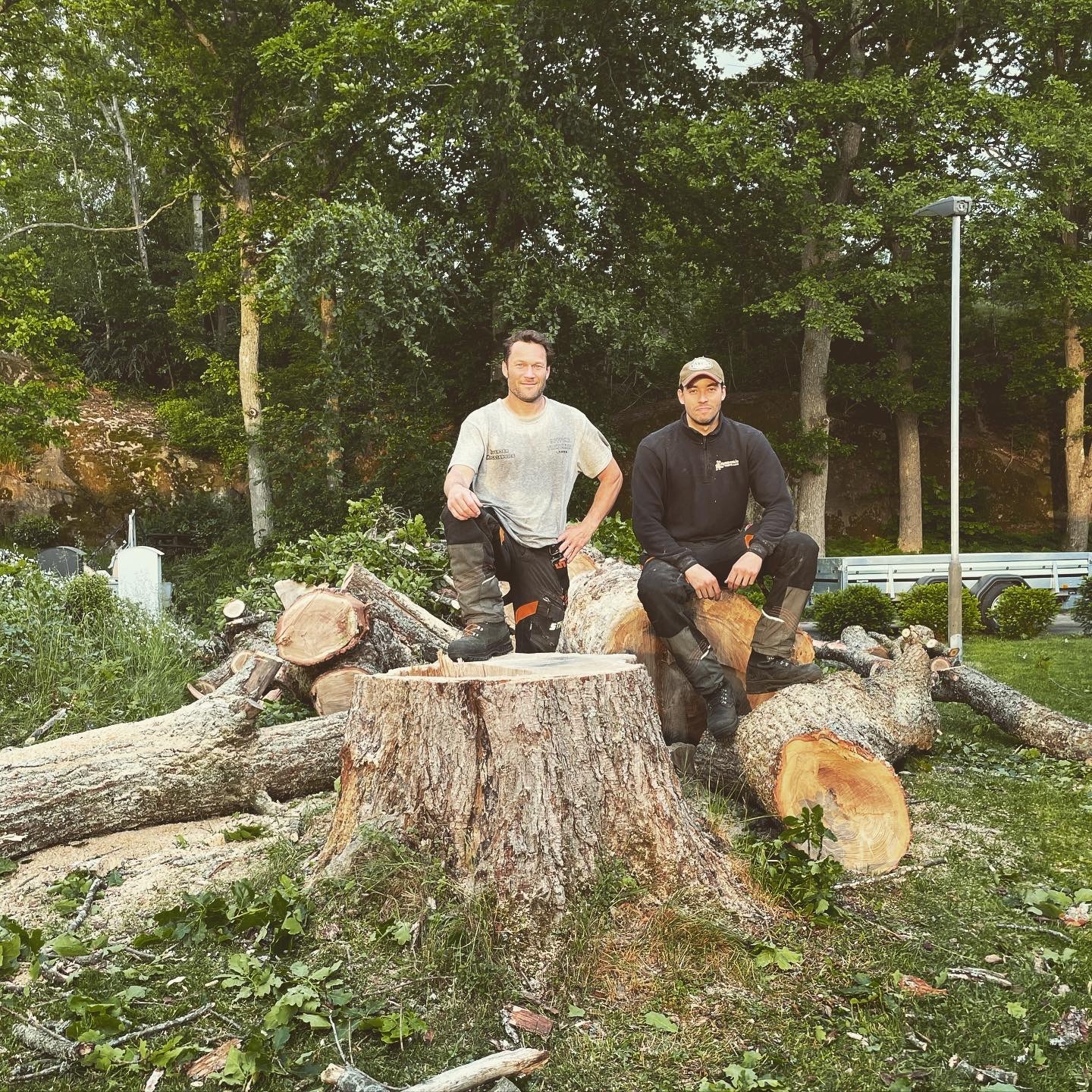 trefelling i Moss og Østfold