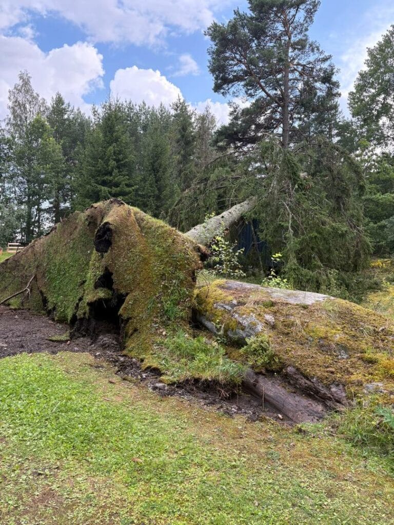 trefelling, referanser